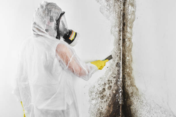 Best Mold Testing and Inspection Services in Ebensburg, PA
