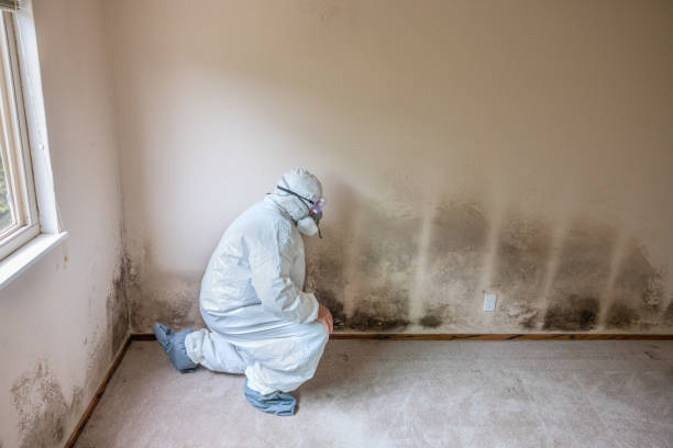 Professional Mold Remediation in Ebensburg, PA