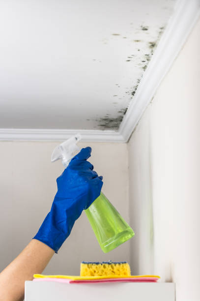Best Mold Remediation for Specific Building Types in Ebensburg, PA